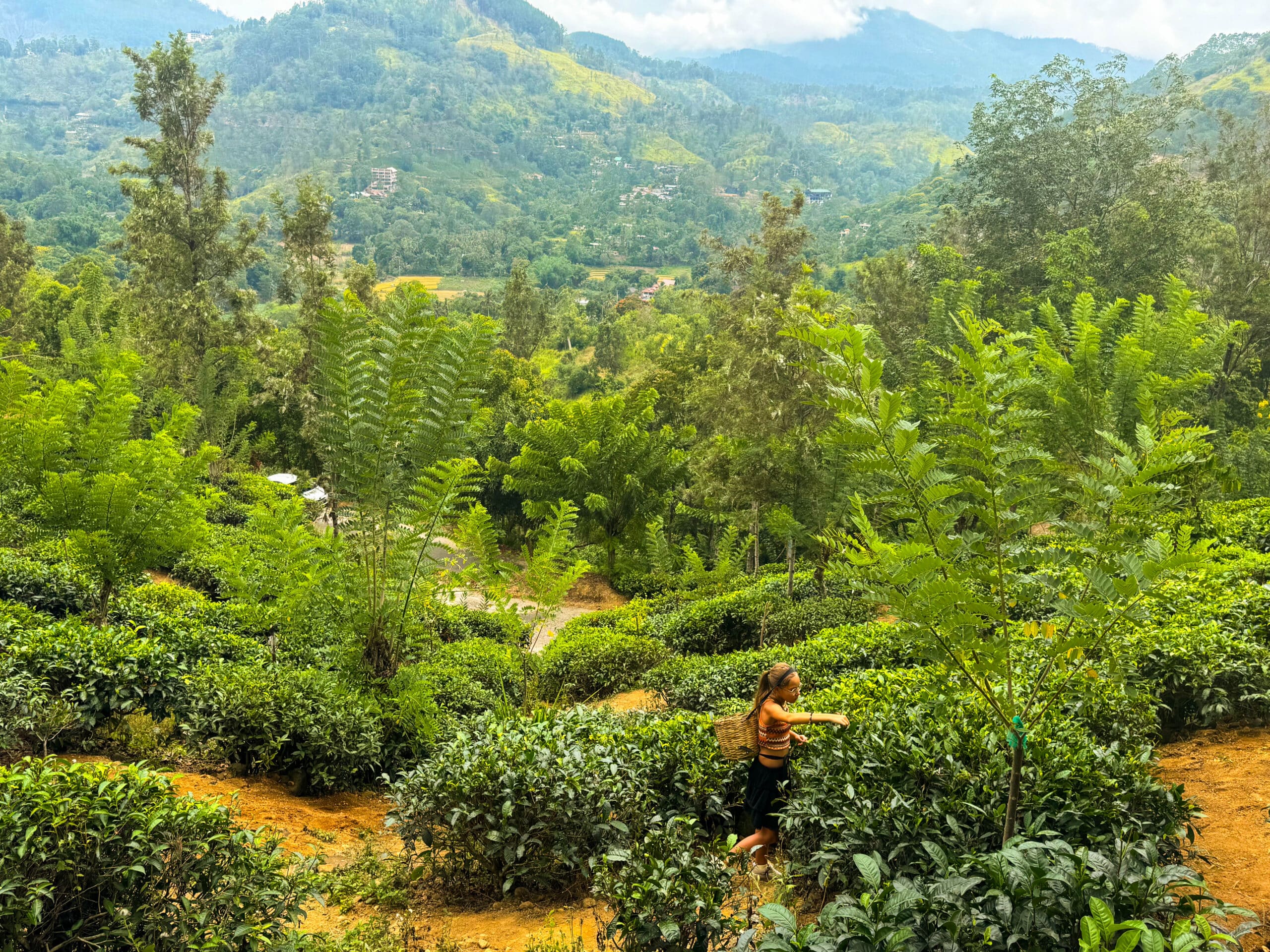 Tea Plantation Tours in Sri Lanka: Best Areas & Stays 16 Rolling green tea hills in Sri Lanka's highland tea country