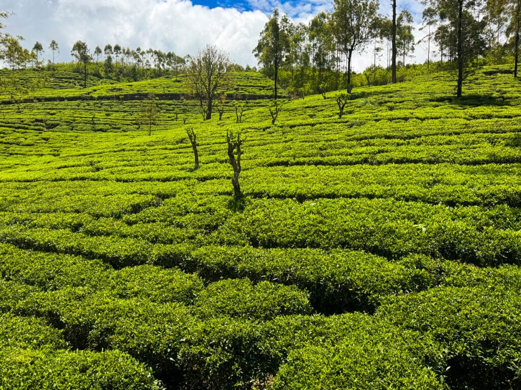 Tea Plantation Tours in Sri Lanka: Best Areas & Stays 12 Sri Lanka scenic train winding through tea plantation hills between Ella and Nuwara Eliya