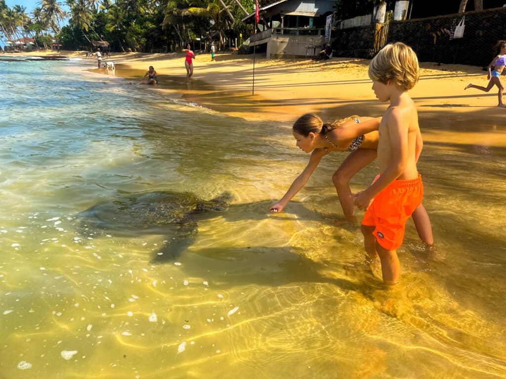 Sri Lanka South Coast: Beaches, Surf Towns & Coastal Travel 4 sea turtle feeding in shallow reef water at Wijaya Beach Unawatuna in the early morning
