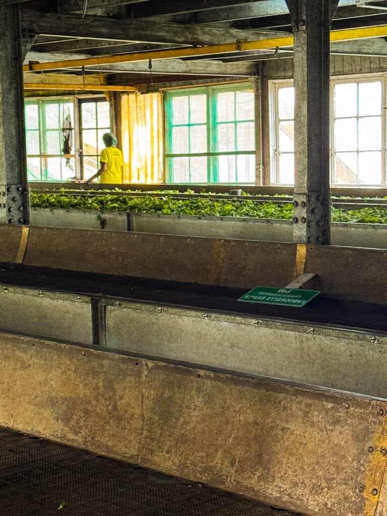 Tea Plantation Tours in Sri Lanka: Best Areas & Stays 10 Tea picker in traditional hat working between rows on Kandy area estate