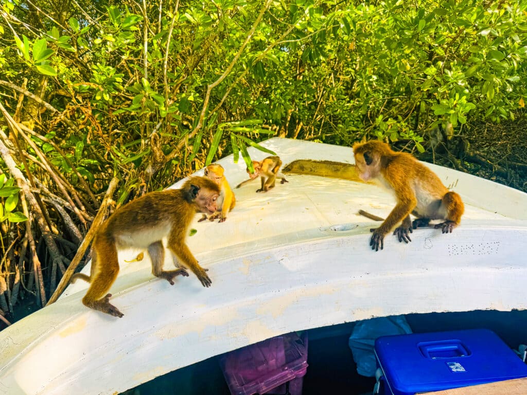 Sri Lanka South Coast: Beaches, Surf Towns & Coastal Travel 5 boat tour through mangrove channels on Koggala Lake near Galle with lush tropical vegetation