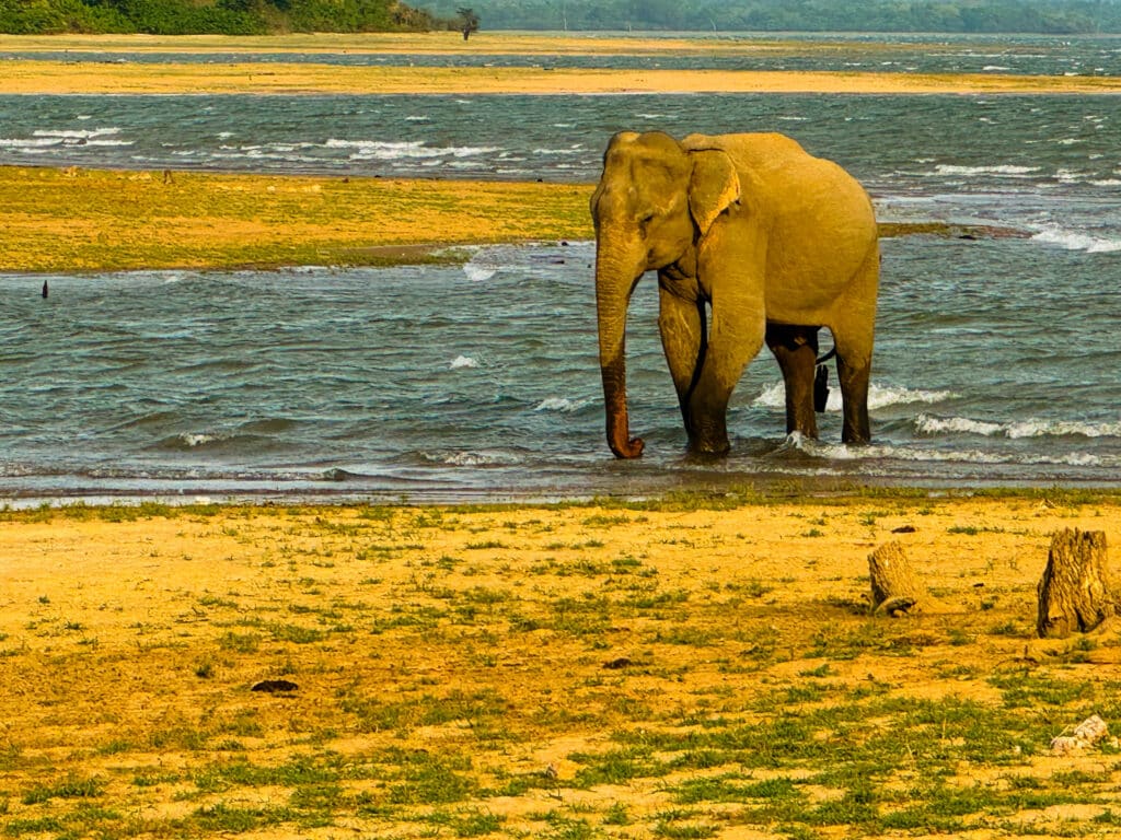 safari jeep driving through open scrubland in Sri Lanka national park