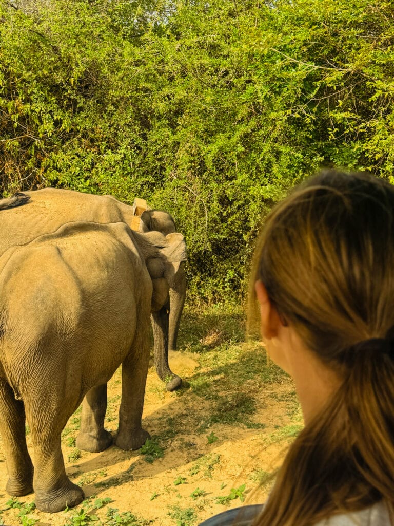 wild elephant herd near reservoir in Udawalawe National Park Sri Lanka