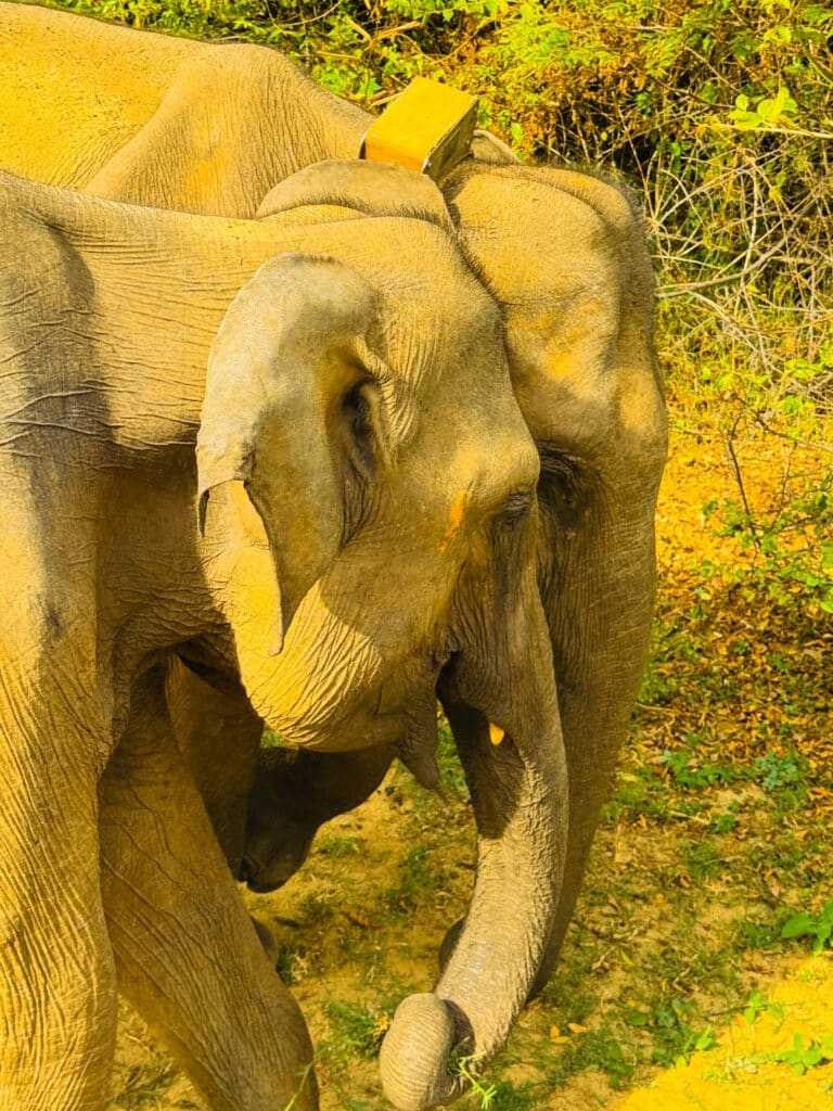 large wild elephant in open grassland at Udawalawe National Park
