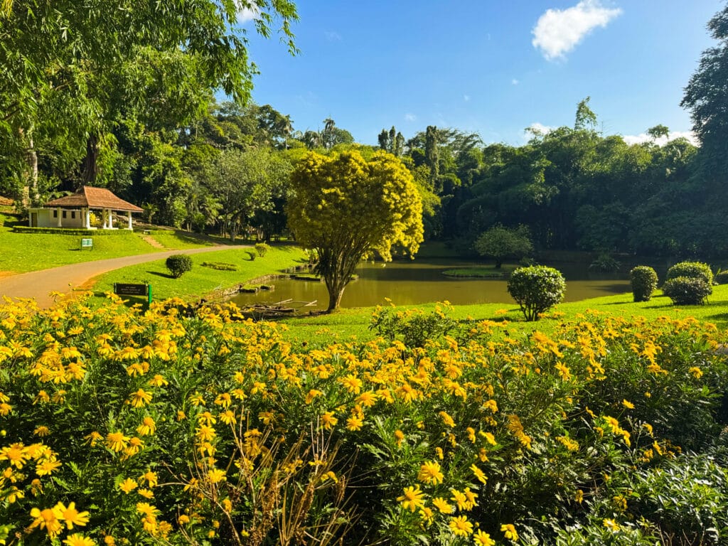 Esala Perahera Festival in Kandy: What It Is, How It Works & Where to Stay 9 Tropical trees and manicured lawns at Royal Botanic Gardens Peradeniya near Kandy