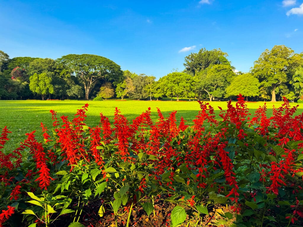 piante dai fiori rossi in primo piano sui vasti prati verdi dei Royal Botanic Gardens Kandy in Sri Lanka