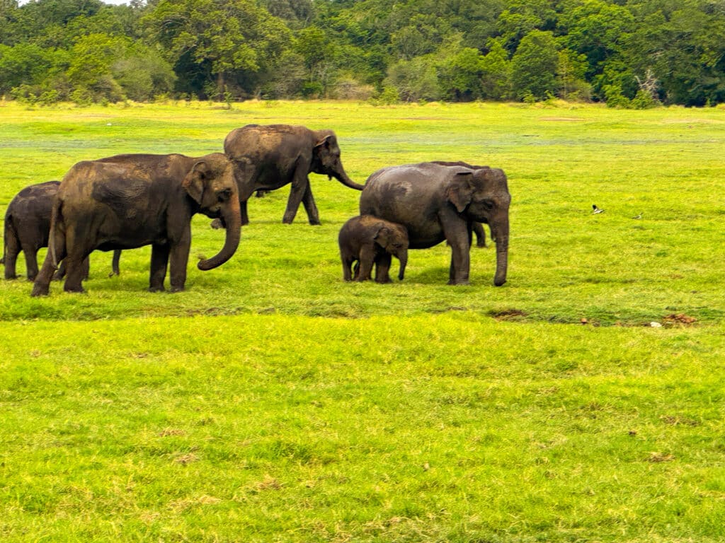 hundreds of wild elephants gathered around Minneriya reservoir during The Gathering