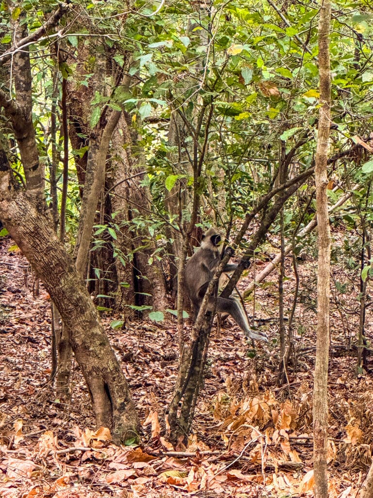 wild elephant walking through dry scrubland in Yala National Park