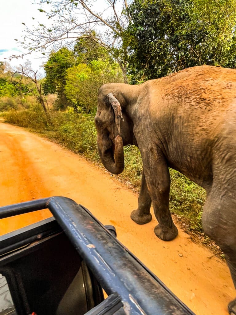 large elephant herd moving across open plains at Minneriya National Park