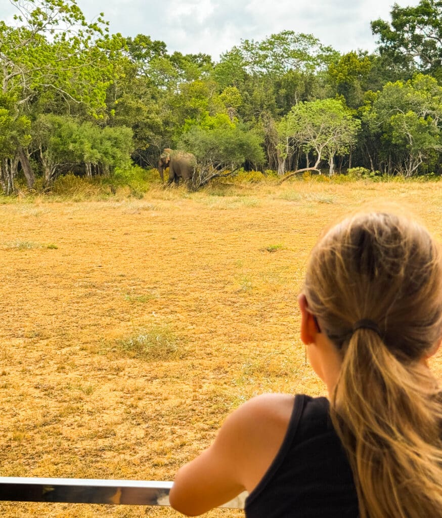 wild elephant close-up at the edge of a waterhole in Sri Lanka national park