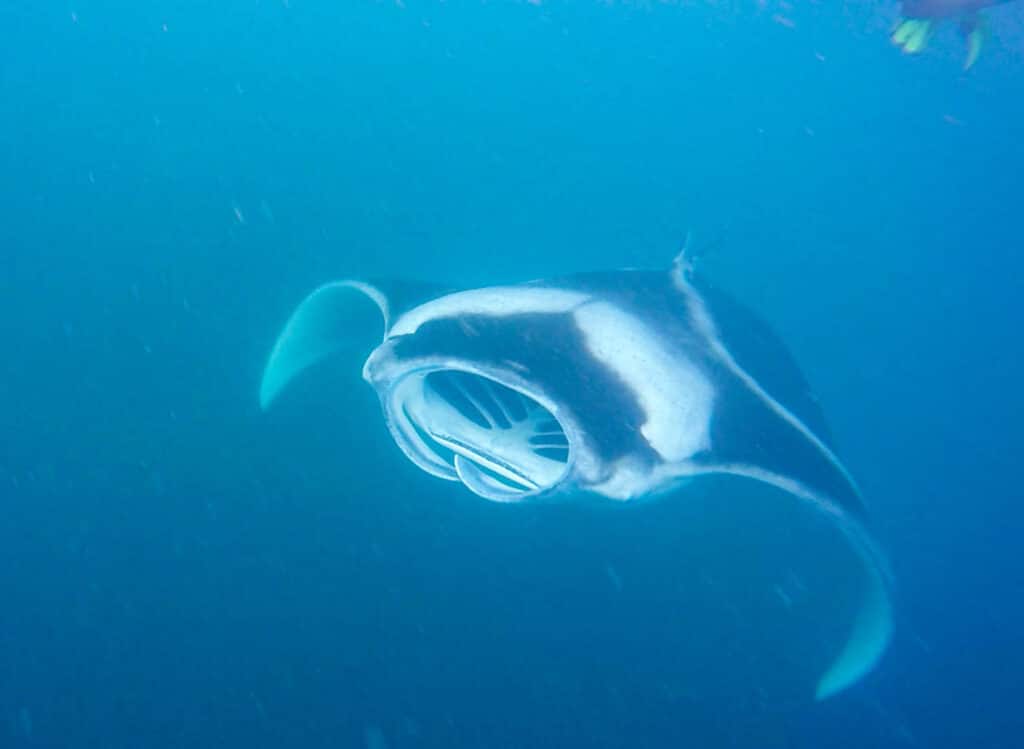 Le Maldive valgono la spesa? Un confronto onesto con lo Sri Lanka 4 manta che nuota direttamente verso la fotocamera con la bocca aperta nelle acque blu dell'atollo di Baa Atoll alle Maldive