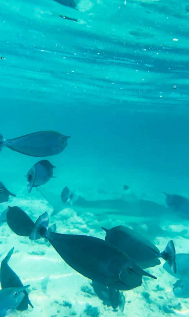 Le Maldive valgono la spesa? Un confronto onesto con lo Sri Lanka 12 Pesci tropicali che nuotano in acque turchesi cristalline sopra un fondale sabbioso alle Maldive