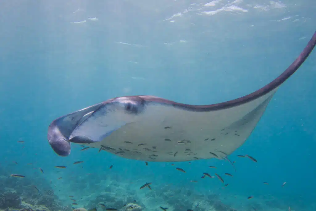 How to Choose a Maldives Resort: The Complete Decision Guide 15 manta ray gliding over coral reef underwater at Milaidhoo Island Maldives in Baa Atoll