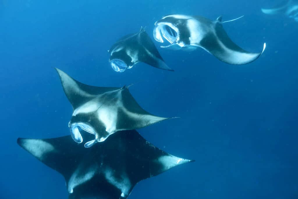 three manta rays swimming in open blue water near Mirihi Island Resort South Ari Atoll Maldives