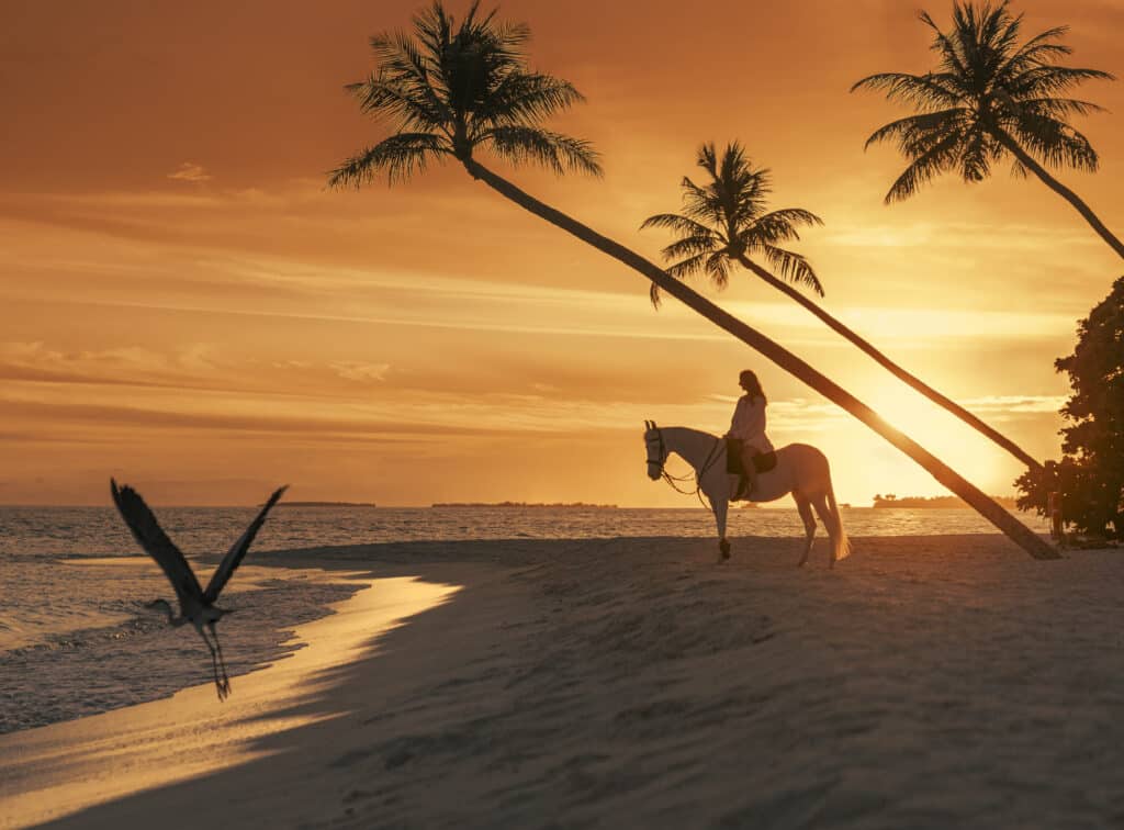 I migliori resort alle Maldive per chi visita per la prima volta: 10 isole che rendono tutto più semplice 11 persona su un cavallo bianco sulla spiaggia al Siyam World Maldives al tramonto con palme e un airone