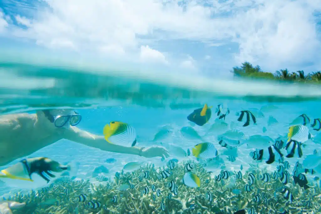 Isole locali delle Maldive vs Resort: cosa dovresti scegliere? 10 Afbeelding 11
Alt text:
donna che fa snorkeling tra colorati pesci tropicali sopra una barriera corallina nelle acque limpide delle Maldive