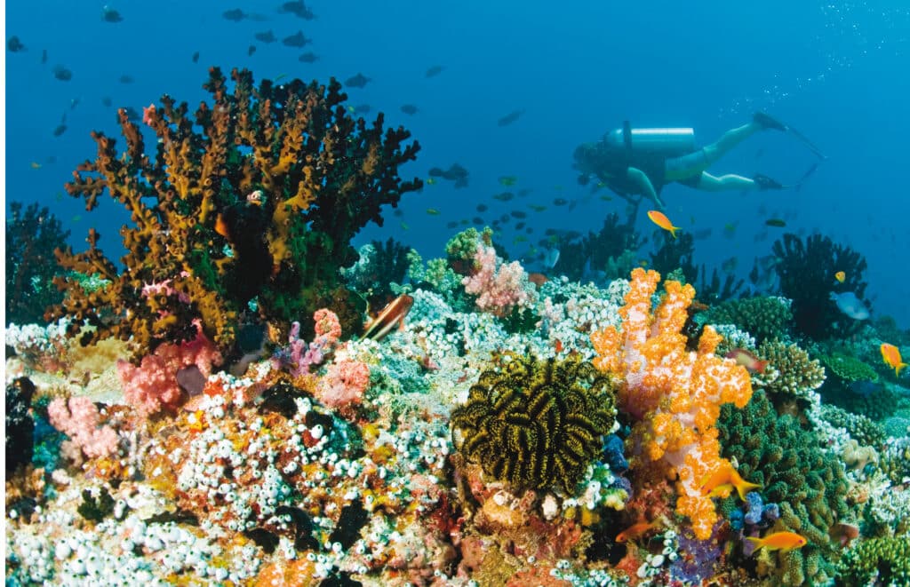 scuba diver above vibrant coral garden on the house reef at Baros Maldives