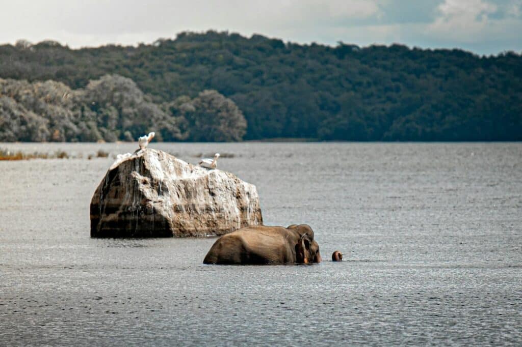 elephants swimming between islands on boat safari in Gal Oya National Park