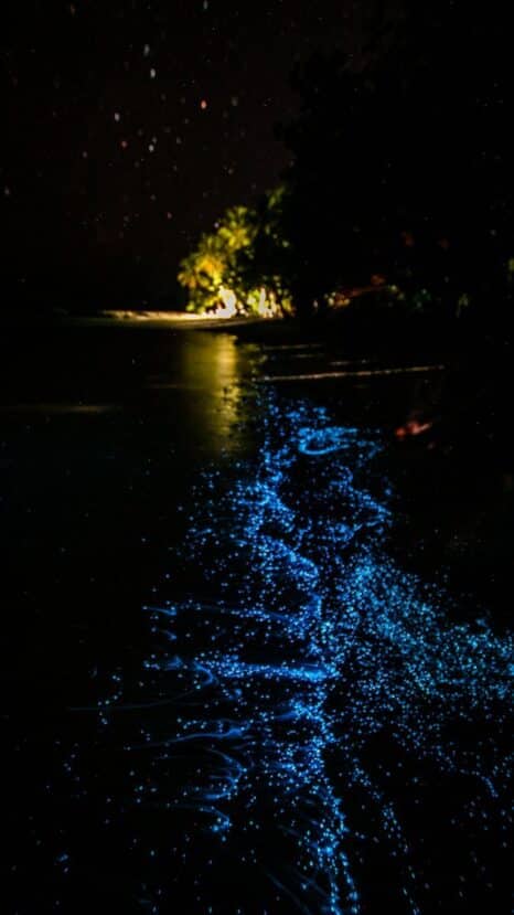 Thoddoo Maldives: The Complete Guide to the Watermelon Island 11 glowing blue bioluminescent plankton along a dark shoreline at night