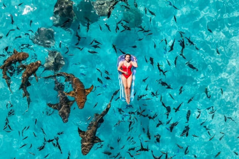 Maafushi Maldives: The Complete Budget Travel Guide to the Most Popular Local Island 10 aerial view of a person on a clear float surrounded by nurse sharks in turquoise water