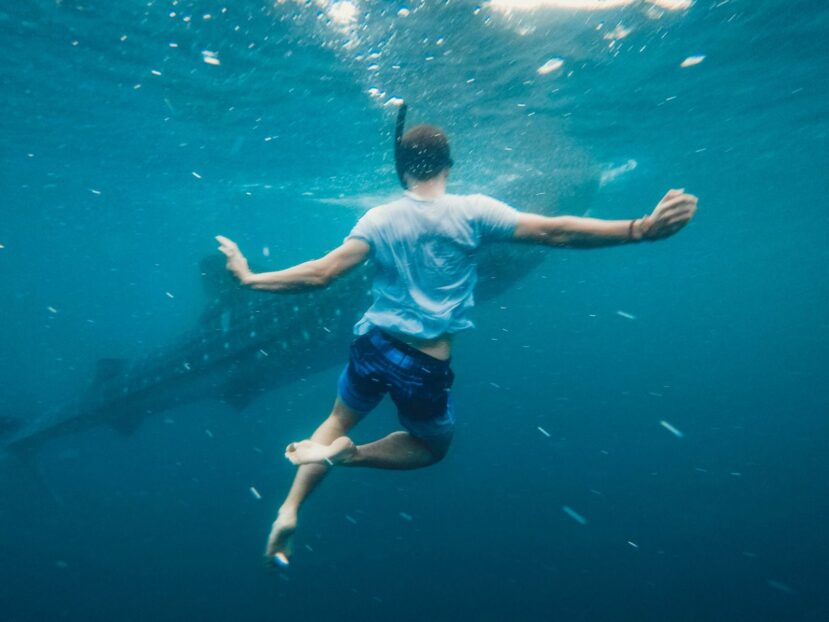 Ukulhas Maldives: The Best Local Island for Snorkelling, Clean Beaches & Island Life 8 person snorkelling underwater near a whale shark in deep blue water off Ukulhas
