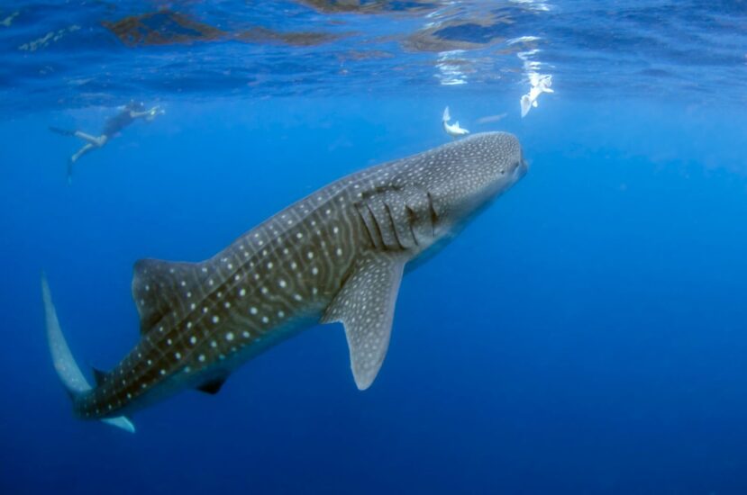 Dhigurah Maldives: The Best Local Island for Whale Shark Encounters 1 whale shark swimming near the surface in deep blue water off Dhigurah