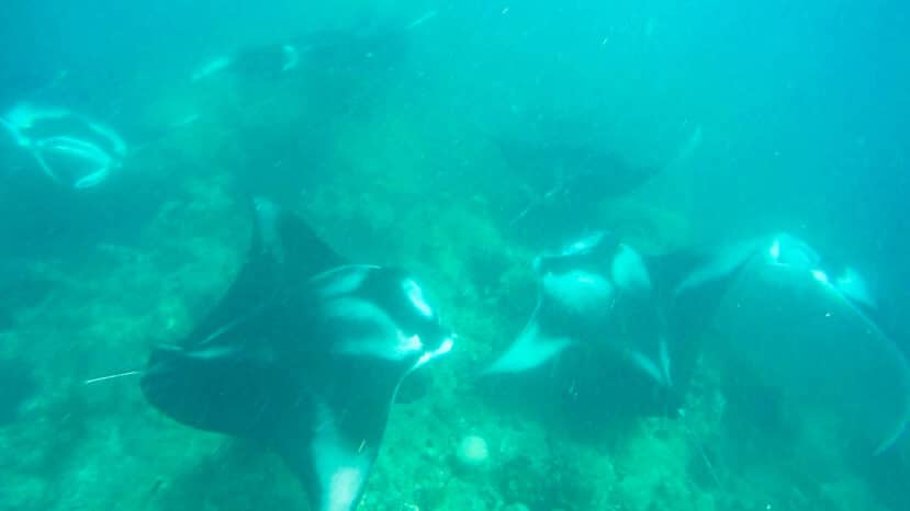 Maafushi Maldives: The Complete Budget Travel Guide to the Most Popular Local Island 11 several manta rays gliding over a reef in greenish-blue water