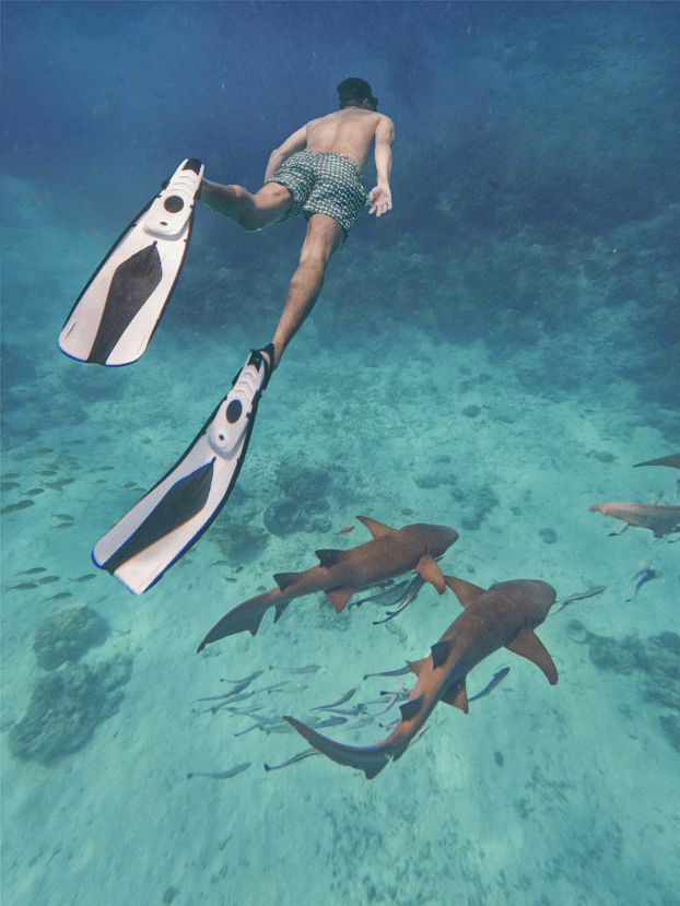 Maldive con bambini: resort o isole locali — Qual è la scelta giusta per la tua famiglia? 7 Squali di barriera che nuotano in acque basse e limpide accanto al pontile di un resort alle Maldive