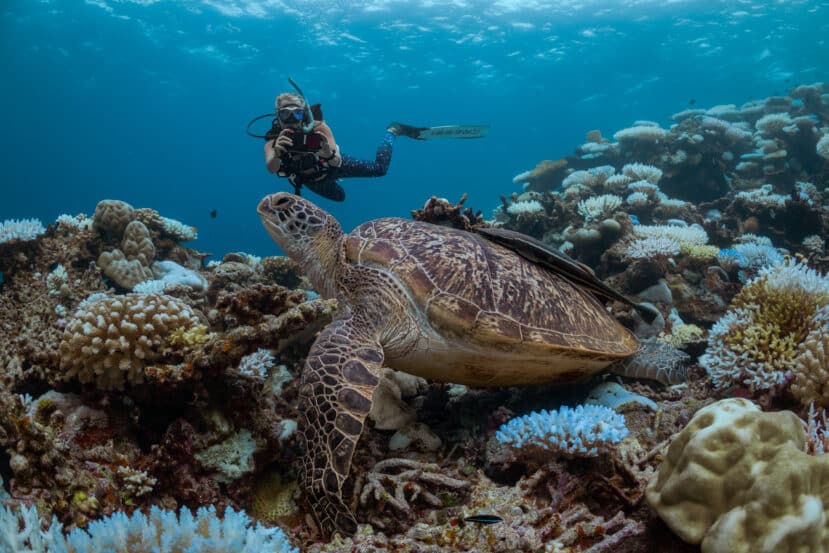 How to Choose the Best Atoll in Maldives: A Complete Area & Stay Guide 28 Six Senses Laamu turtle identification programme conservation activity on beach