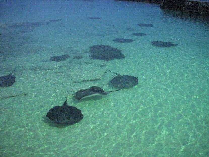 Fulidhoo Maldives: Quiet Local Island for Couples & Snorkelling in Vaavu Atoll 8 several stingrays gliding through shallow turquoise water near the beach on Fulidhoo