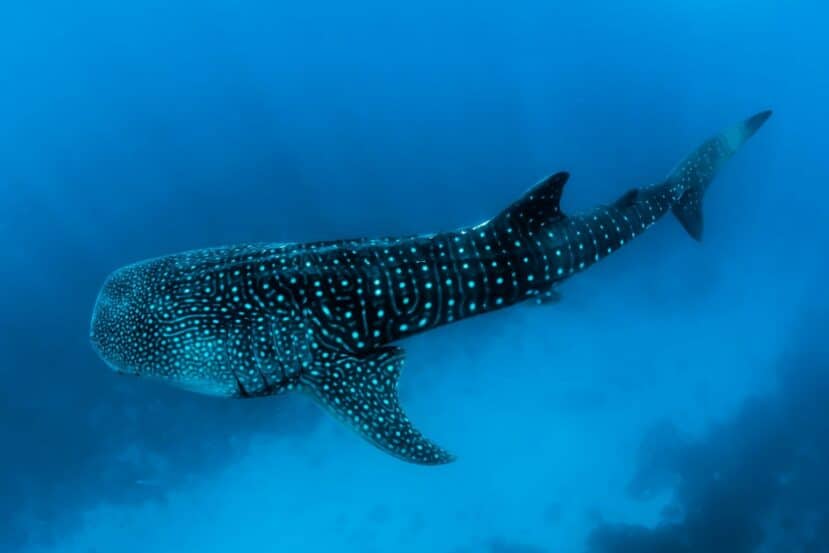 North and South Ari Atoll Guide (Alif Alif & Alif Dhaal): Resorts, Local Islands & Everything You Need to Know 2 whale shark or manta ray encounter in crystal clear Ari Atoll waters Maldives
