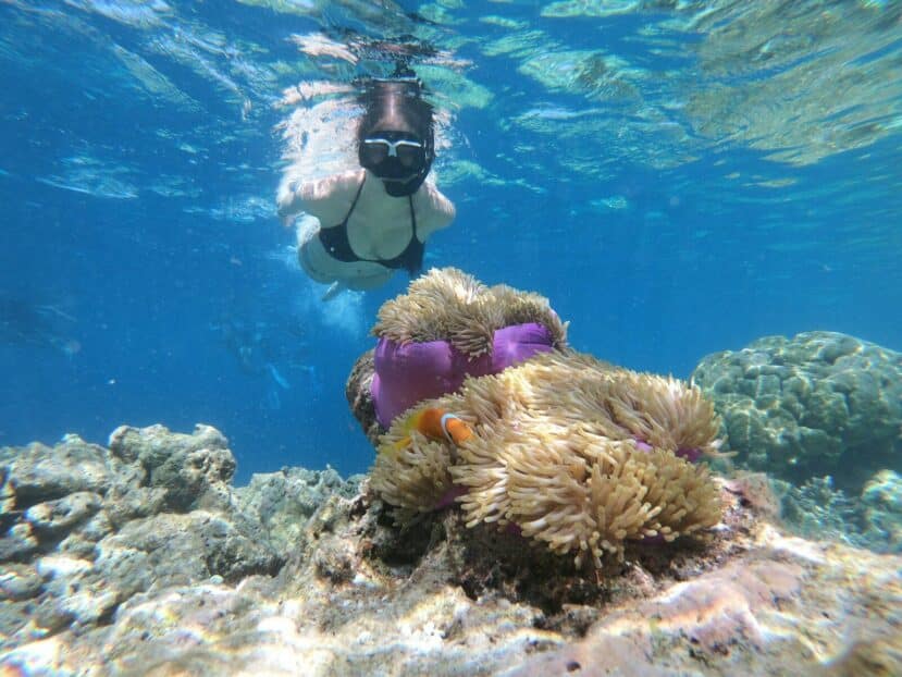 Gulhi Maldives: Affordable Local Island Close to Malé 9 snorkeller floating above a colourful coral reef in clear shallow water