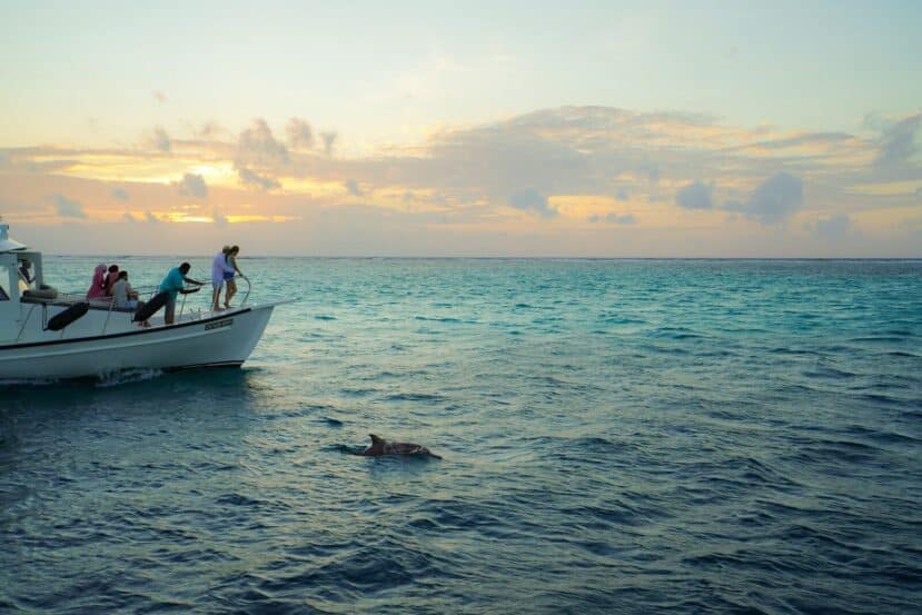 Dhiffushi Maldives: Budget Island with Easy Transfers 8 people on a boat watching a dolphin surface at sunset off Dhiffushi