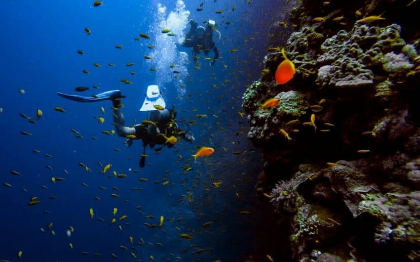 Lhaviyani Atoll Maldives: A Complete Guide to Three Stunning Atolls 2 scuba diver exploring coral reef in Lhaviyani Atoll Maldives with clear blue water