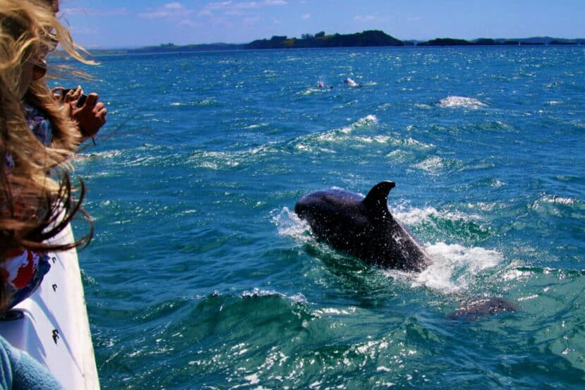 Gulhi Maldives: Affordable Local Island Close to Malé 10 dolphins surfacing in choppy turquoise water seen from a boat