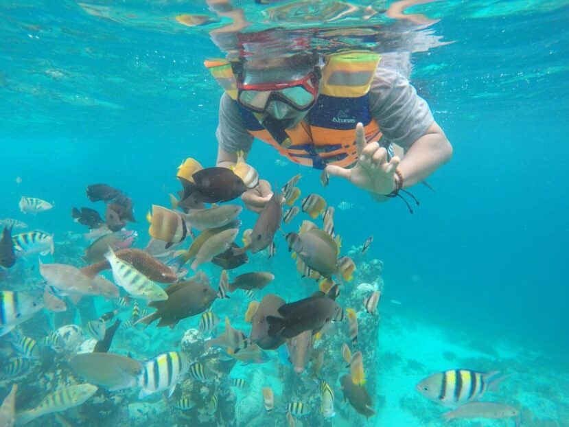 Thulusdhoo Maldives: The Best Local Island for Surfing, Budget Stays & Easy Island Life 9 snorkeller swimming underwater among tropical fish in clear turquoise water