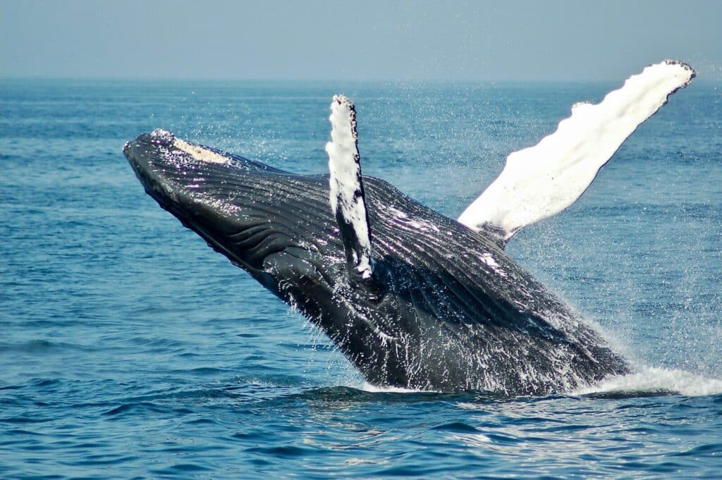 Sri Lanka South Coast: Beaches, Surf Towns & Coastal Travel 10 blue whale surfacing in open ocean off Mirissa during a whale watching tour