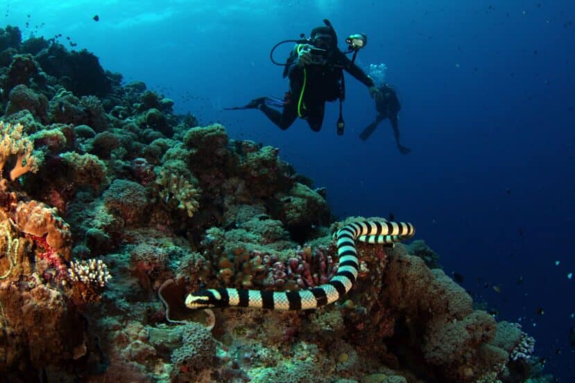Dhigurah Maldives: The Best Local Island for Whale Shark Encounters 11 scuba diver photographing a banded sea snake on a colourful coral reef in deep blue water