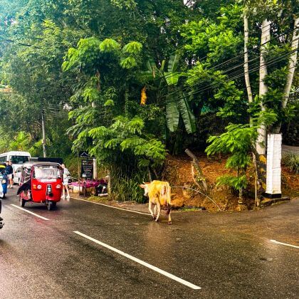 sri lanka city road