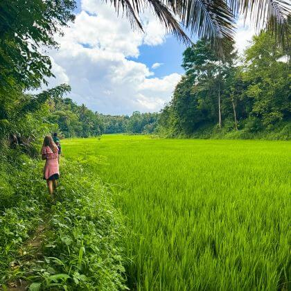 sri lanka rice field